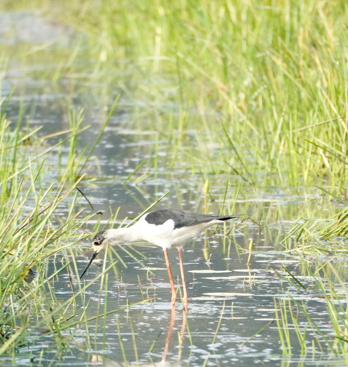 Black-winged Stilt - Reginald  Valdar