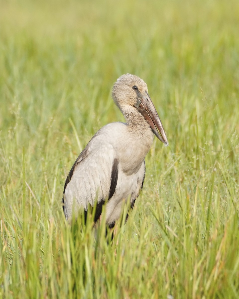 Asian Openbill - ML615738460