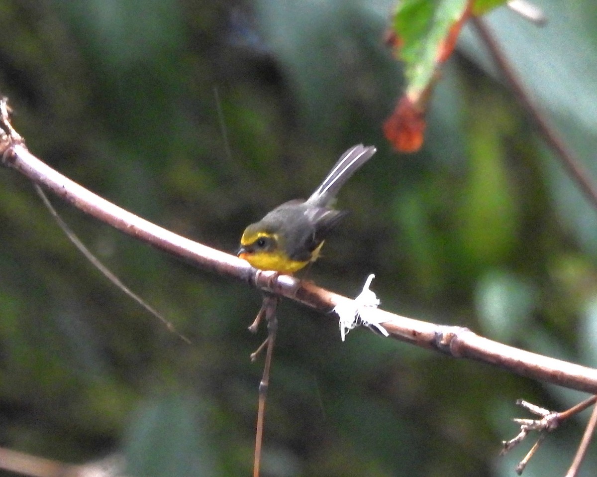 Yellow-bellied Fairy-Fantail - ML615738499