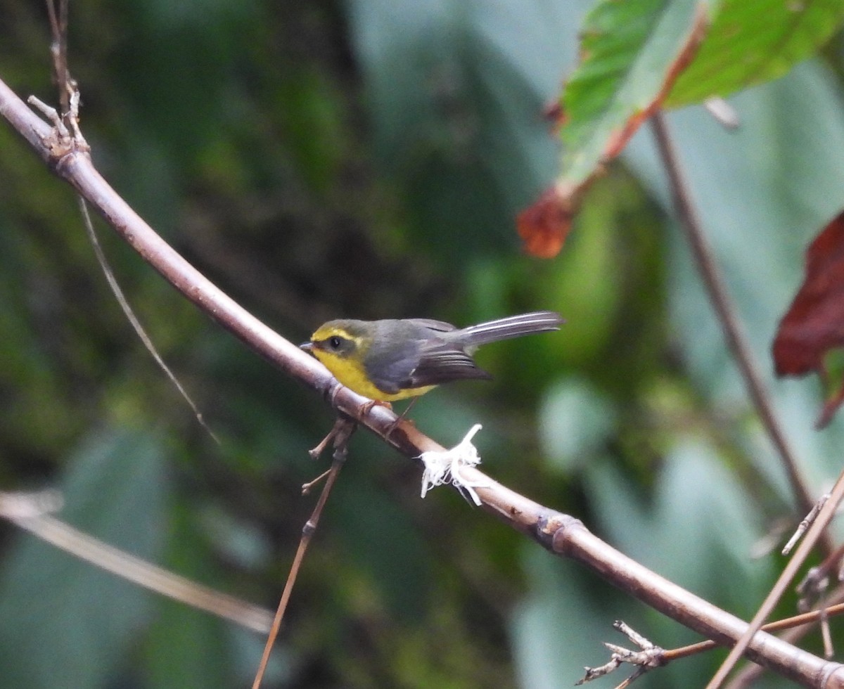 Yellow-bellied Fairy-Fantail - ML615738500