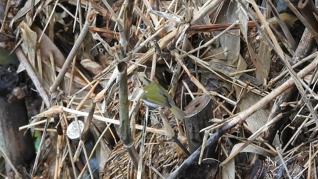 Mosquitero Carirrufo - ML615738512