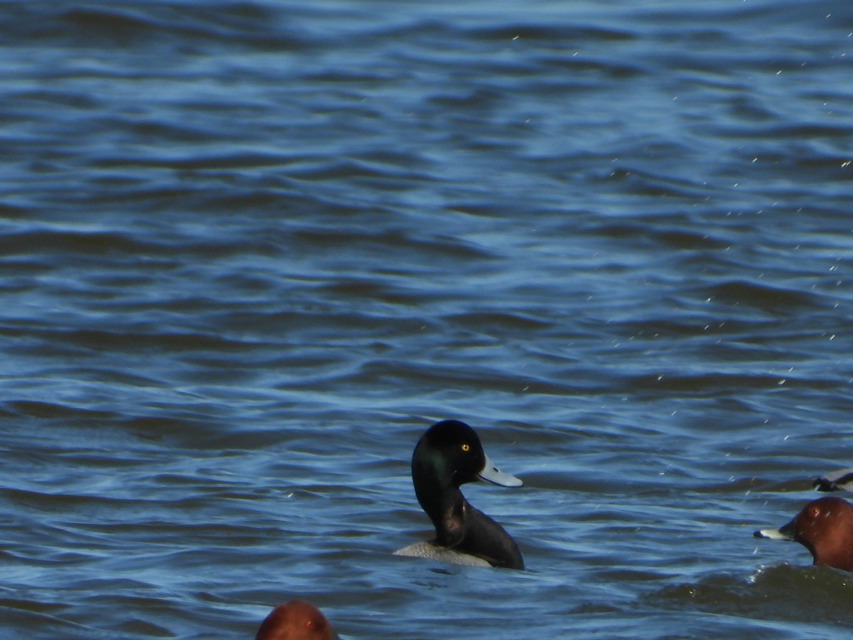 Greater Scaup - ML615738554