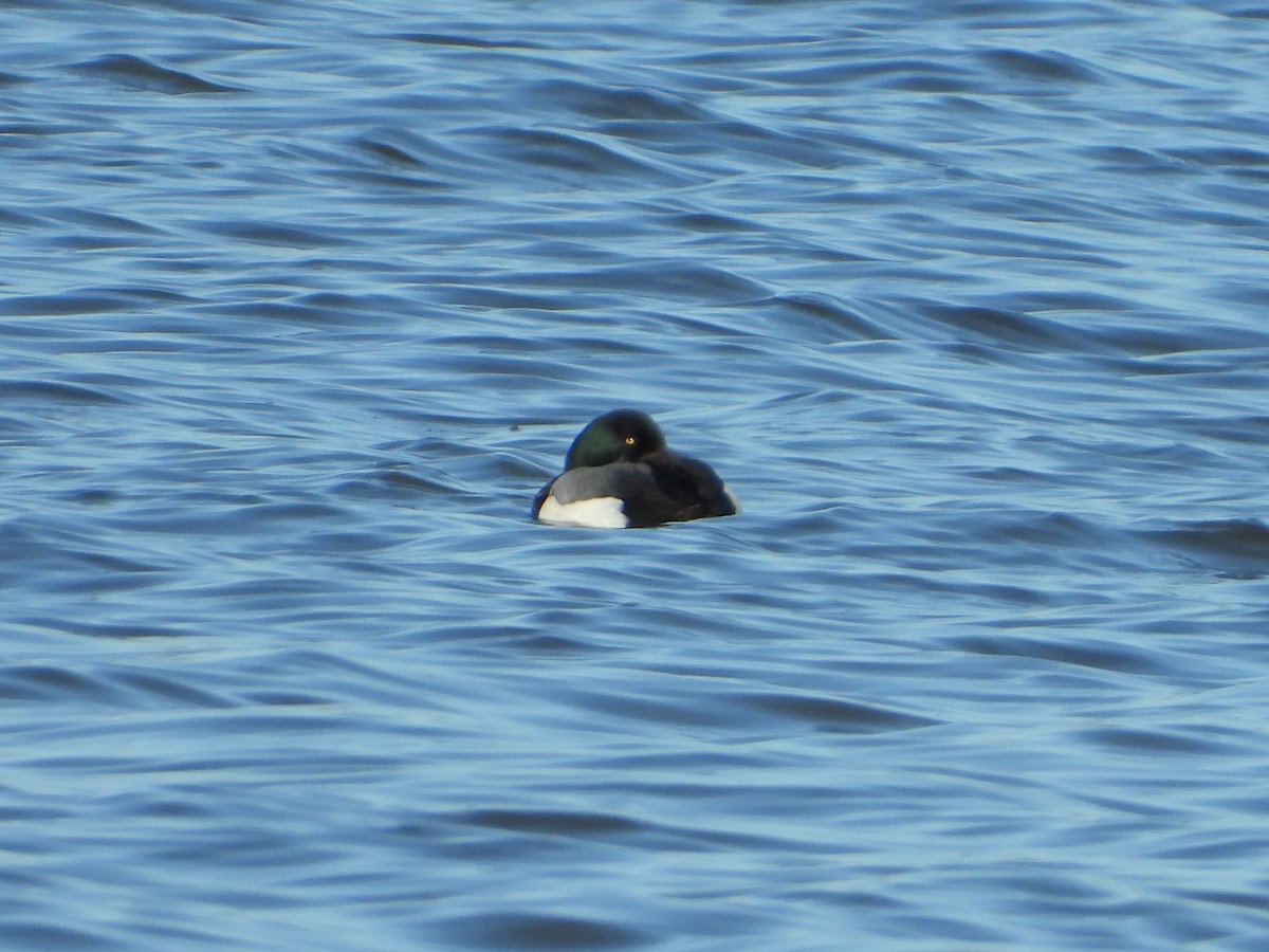 Greater Scaup - ML615738555