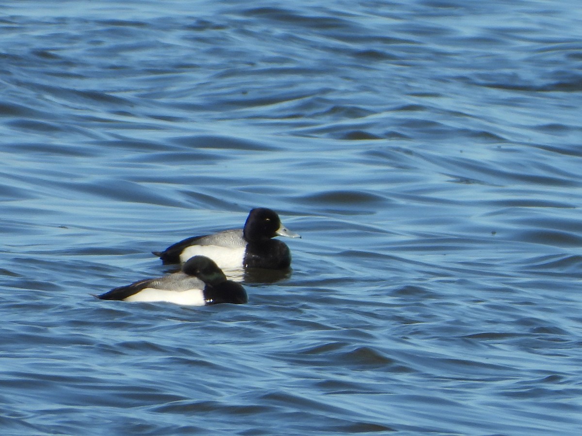 Greater Scaup - ML615738556