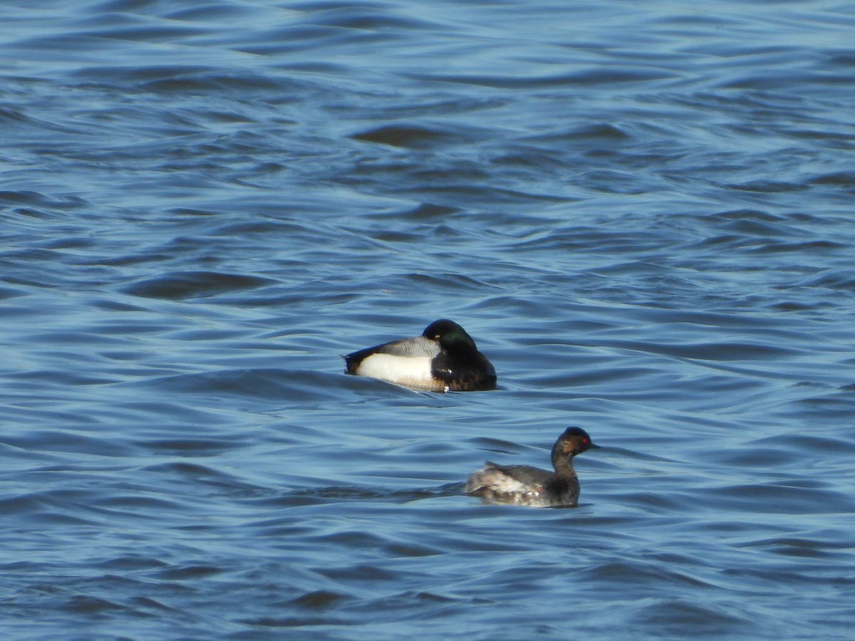 Greater Scaup - ML615738557