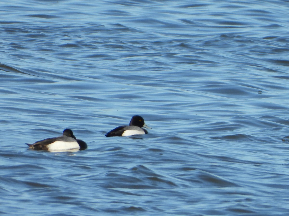 Greater Scaup - ML615738558
