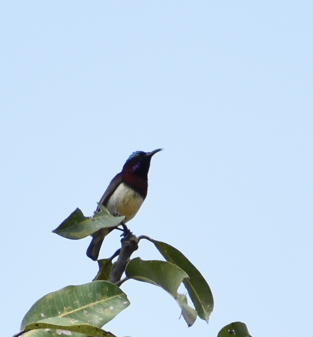 Crimson-backed Sunbird - Reginald  Valdar