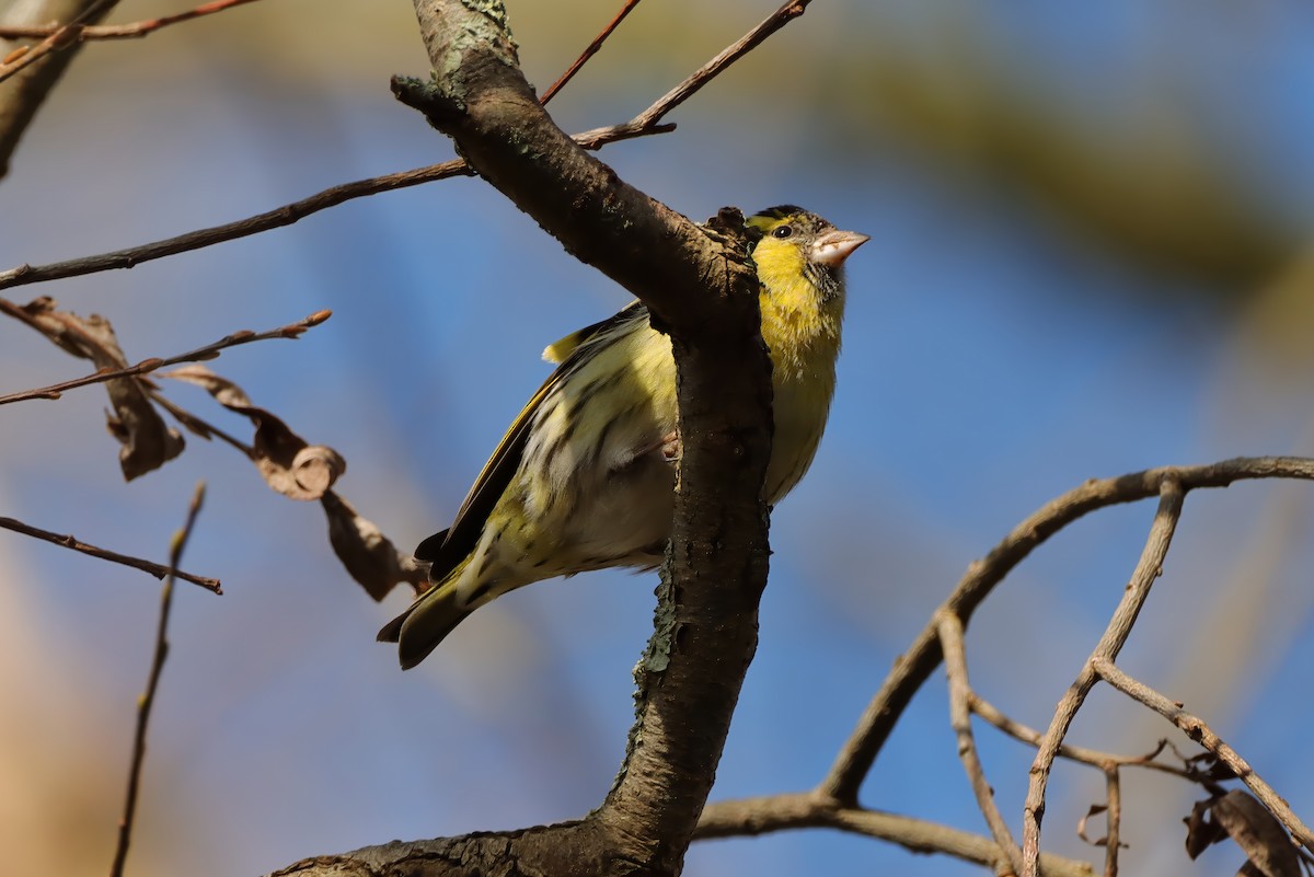 Eurasian Siskin - ML615738584