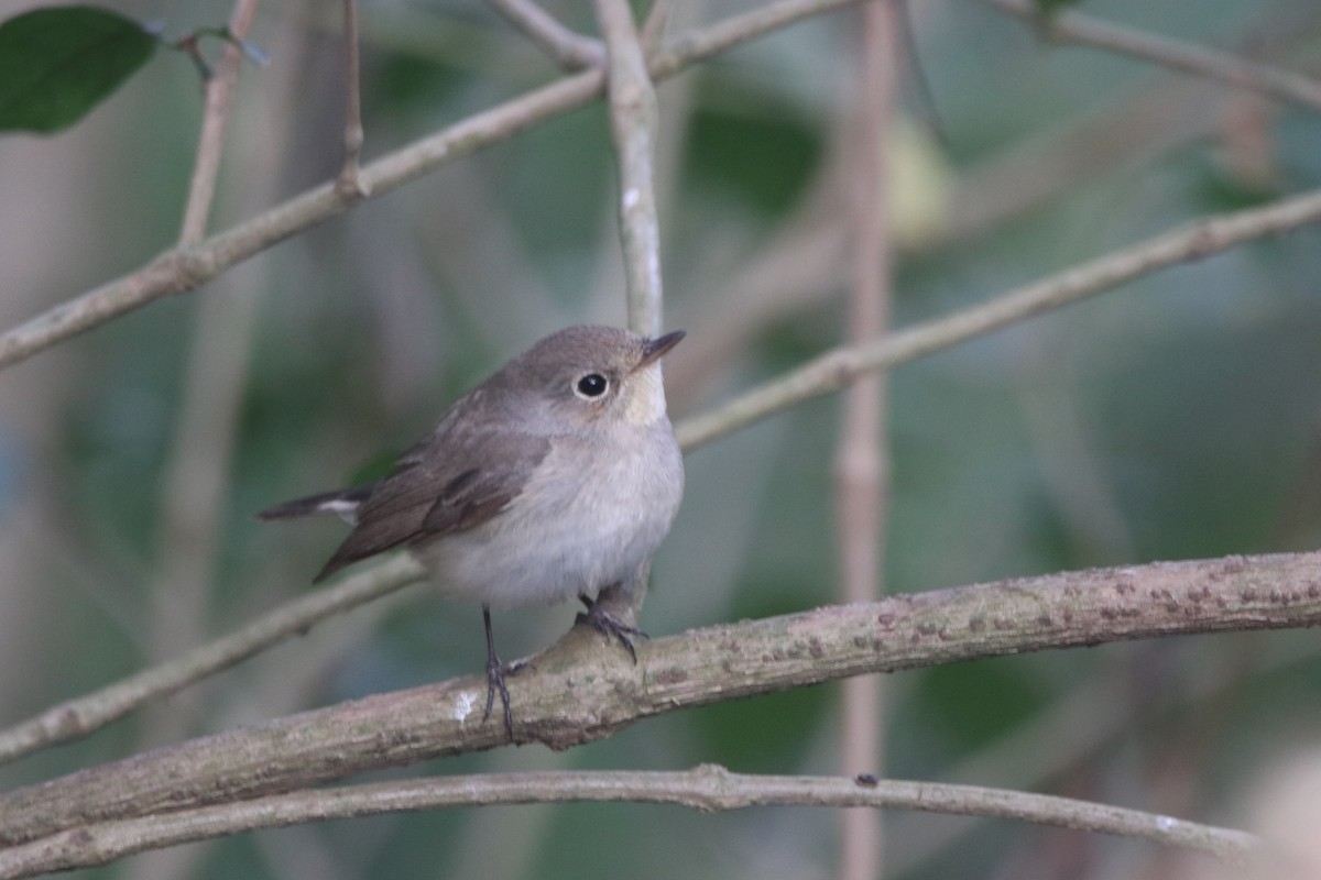 Red-breasted Flycatcher - ML615738626