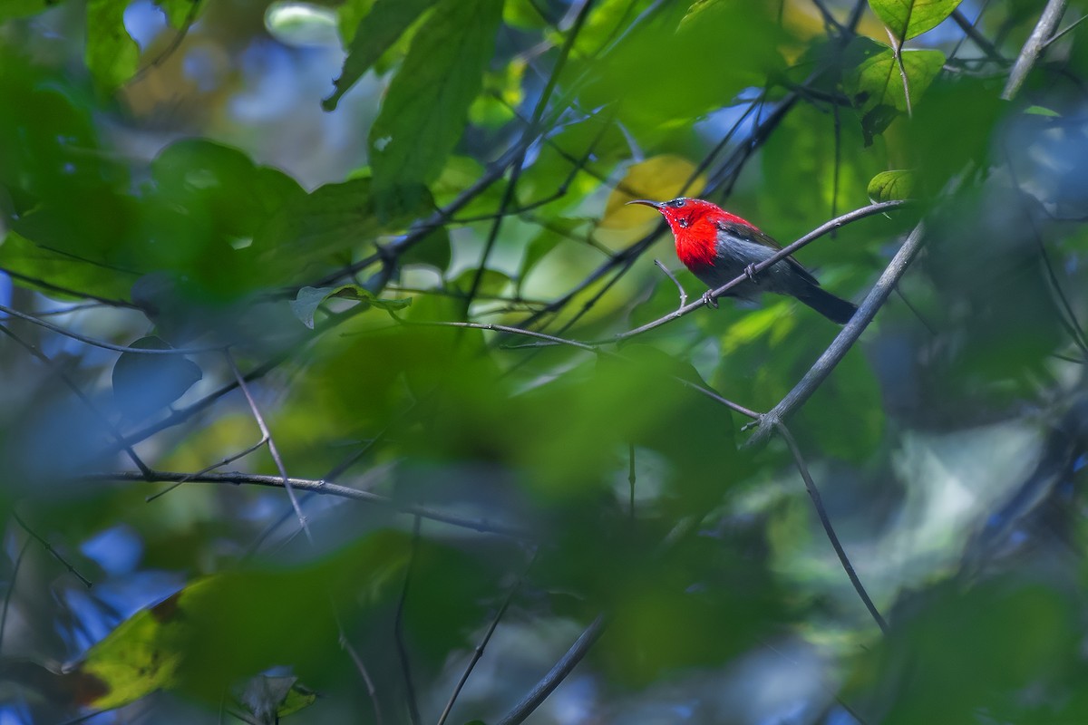 Crimson Sunbird - Kushankur Bhattacharyya