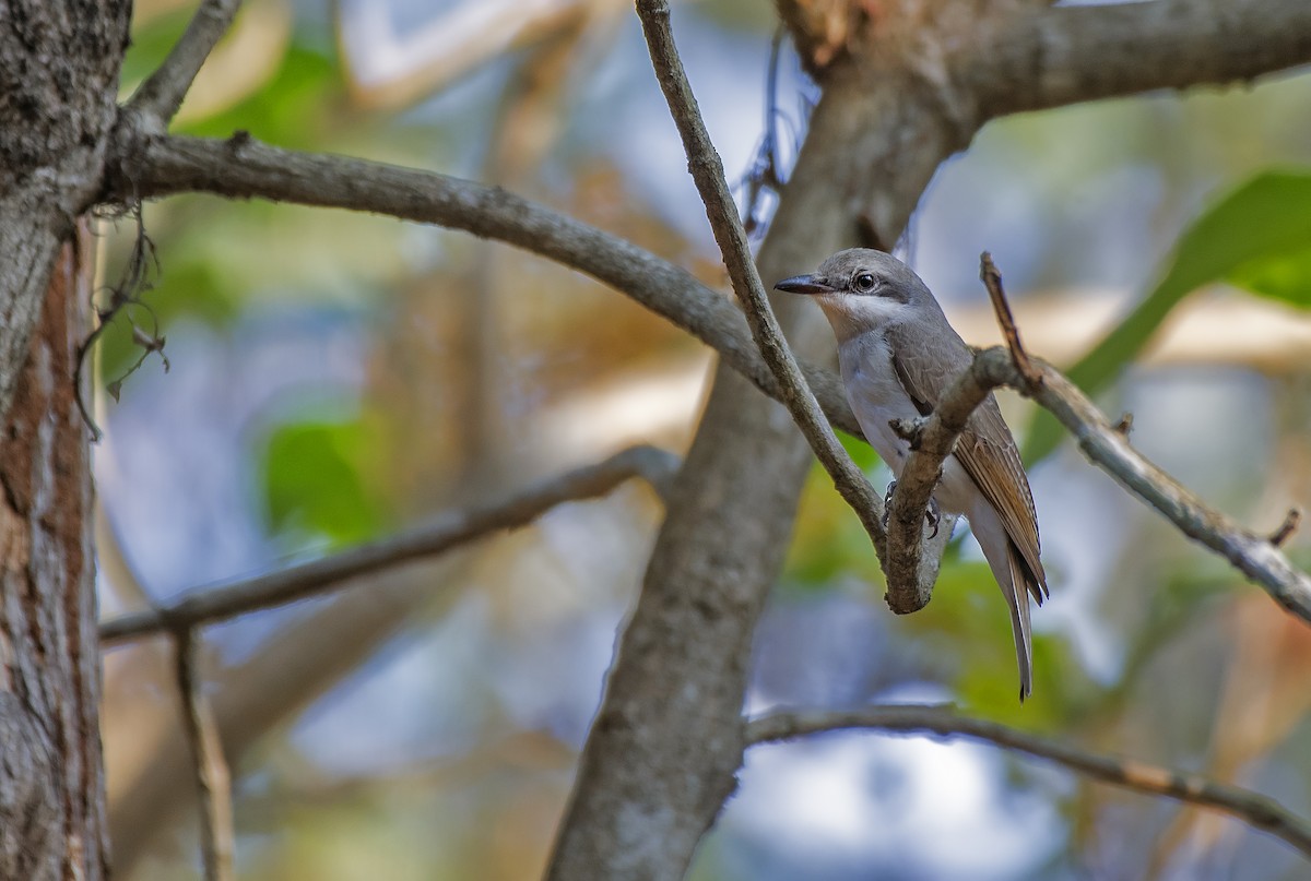 Large Woodshrike - ML615738654