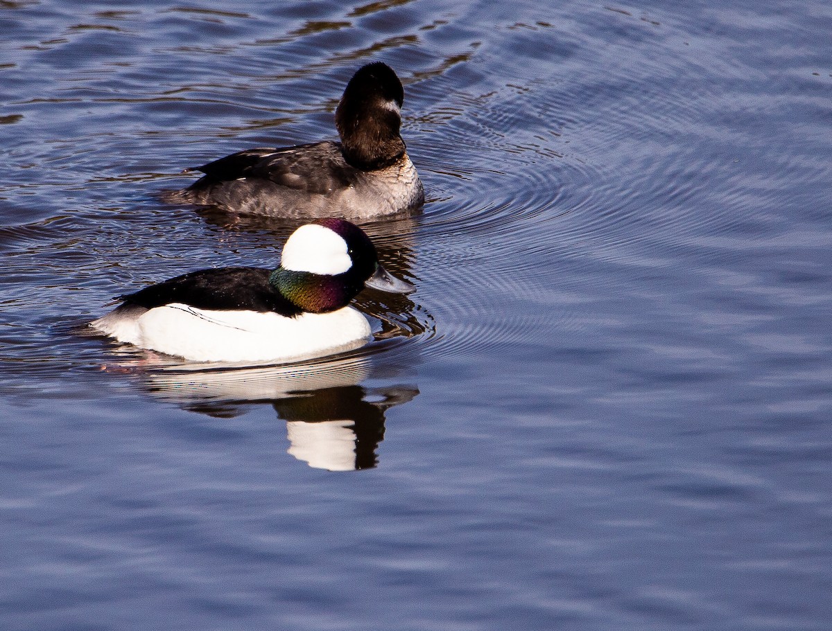 Bufflehead - ML615738661