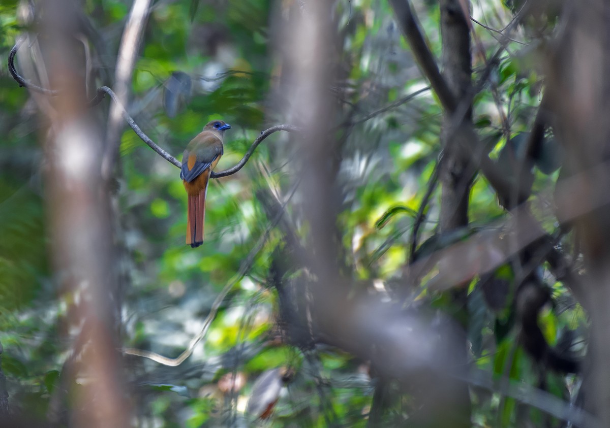 Trogon de Malabar - ML615738663