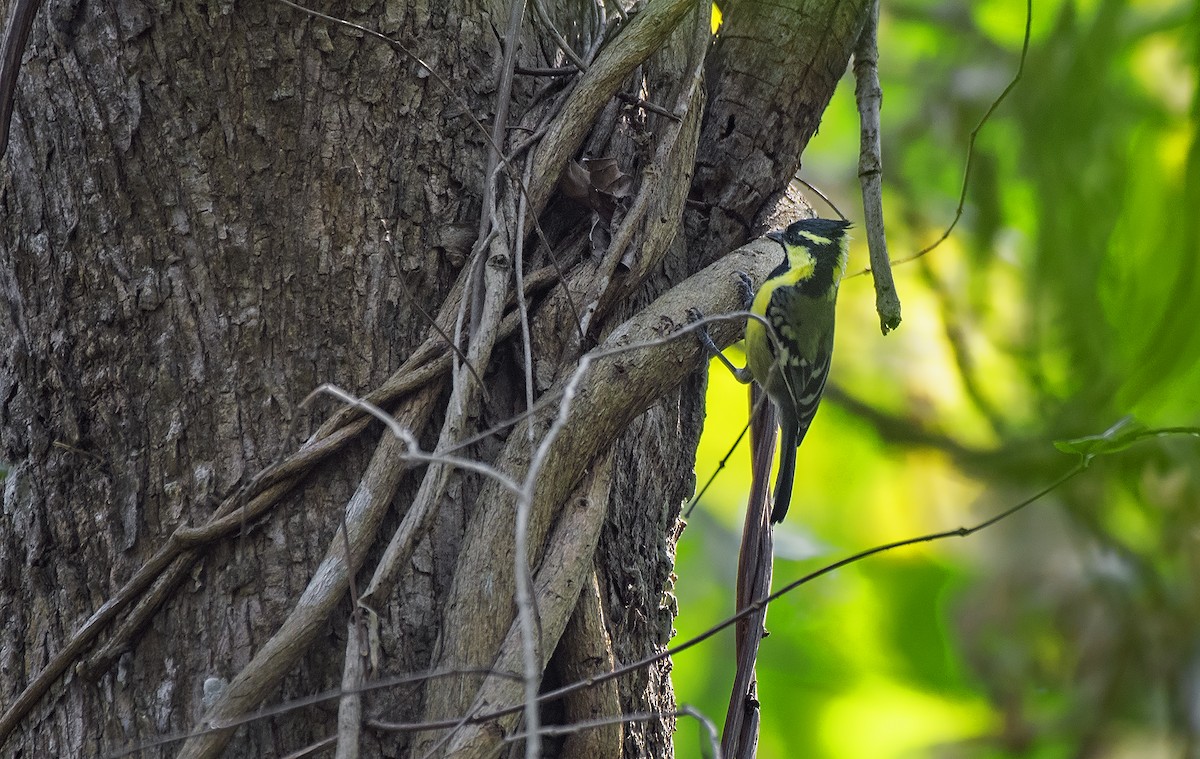 Indian Yellow Tit - ML615738666