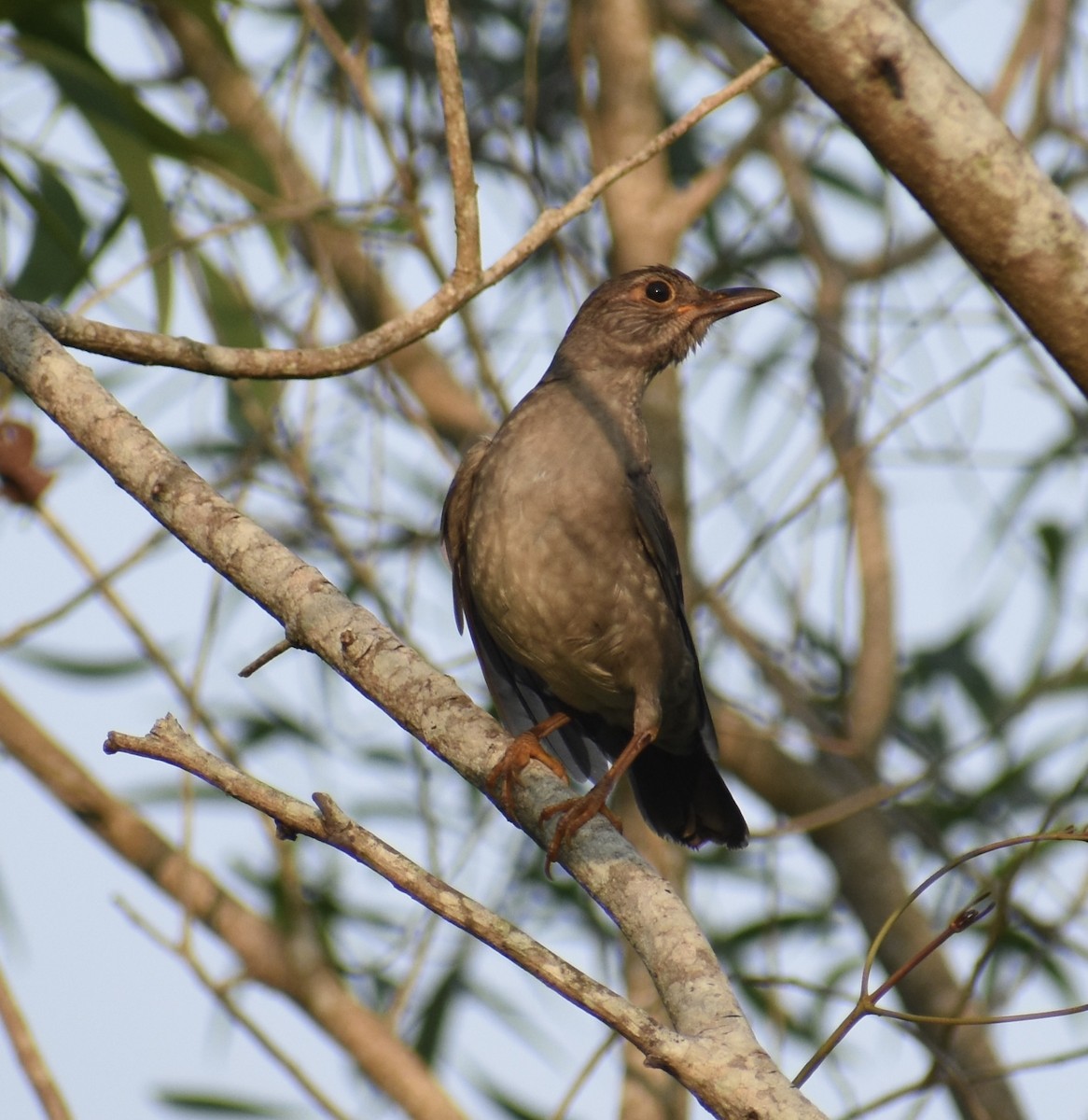Indian Blackbird - Reginald  Valdar