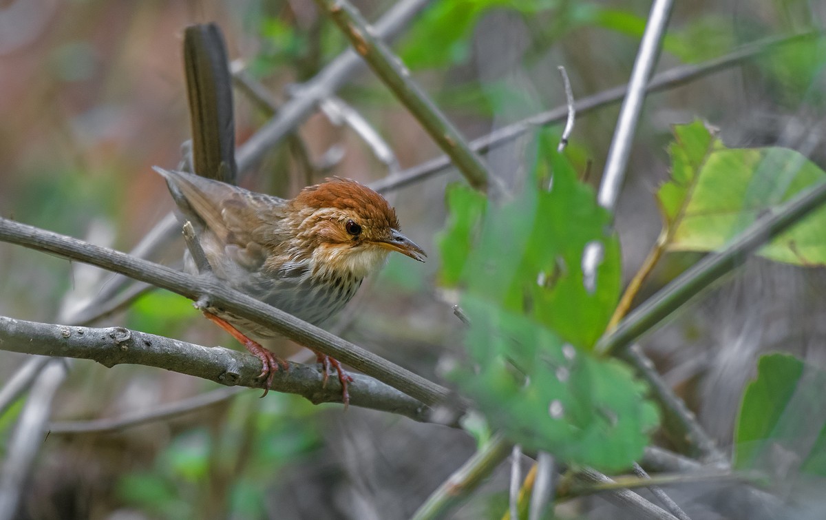 Puff-throated Babbler - ML615738685