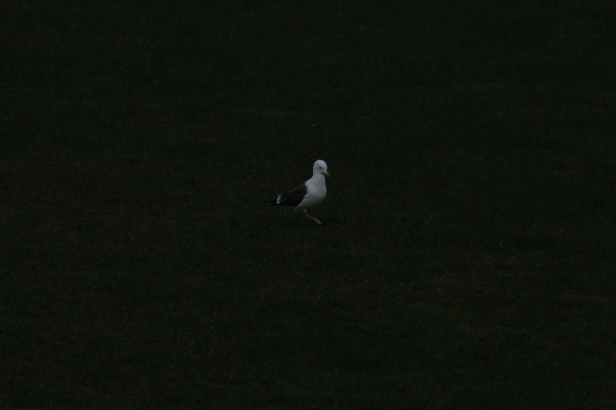 Lesser Black-backed Gull - Charlie Lyons