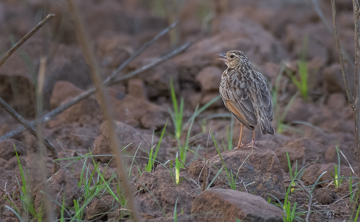 Jerdon's Bushlark - ML615738712