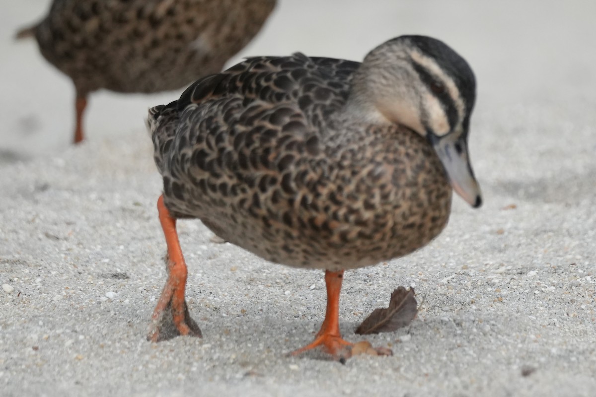 Pacific Black Duck - ML615738794