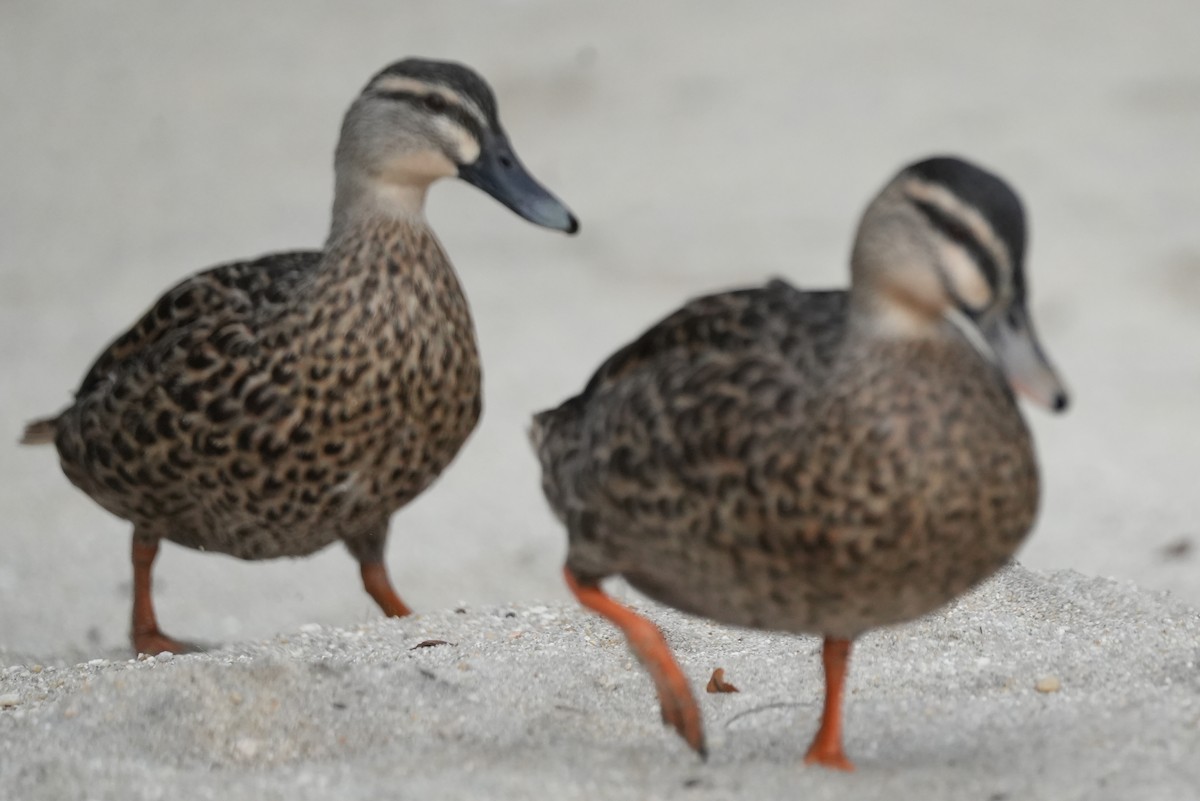 Pacific Black Duck - ML615738795