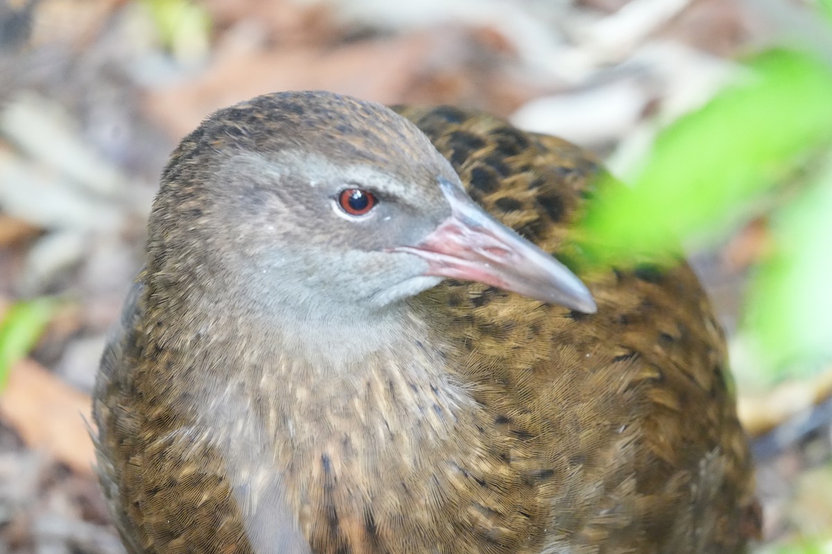 Rascón Weka - ML615738799