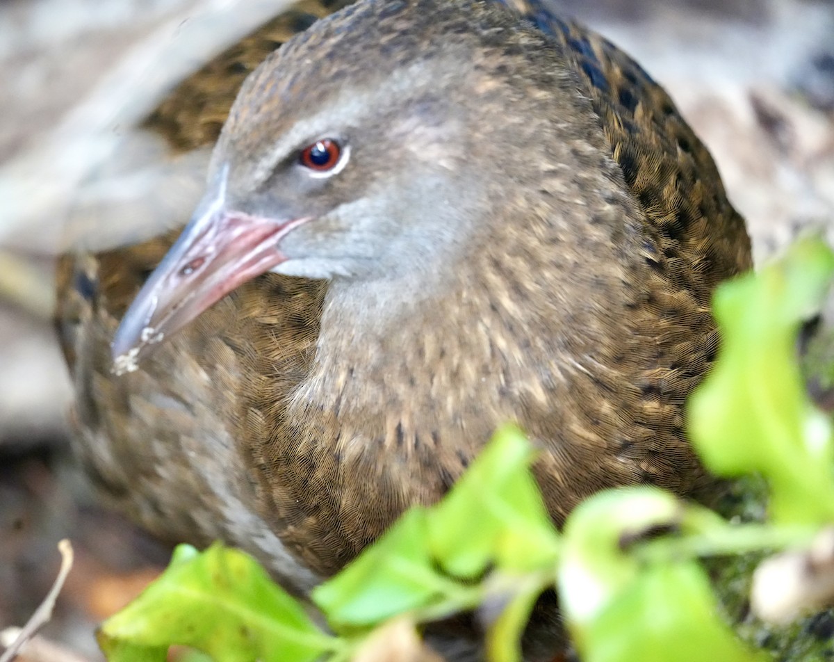 Weka - Chris Curl