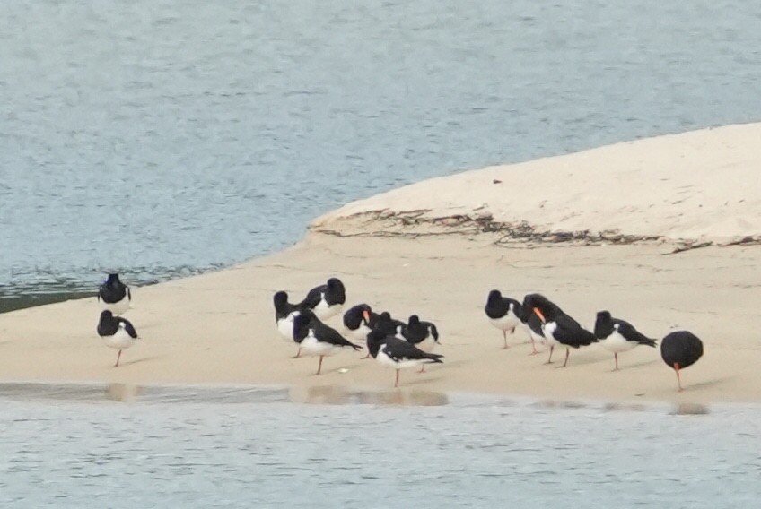 South Island Oystercatcher - ML615738804