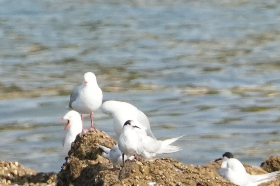 White-fronted Tern - ML615738805