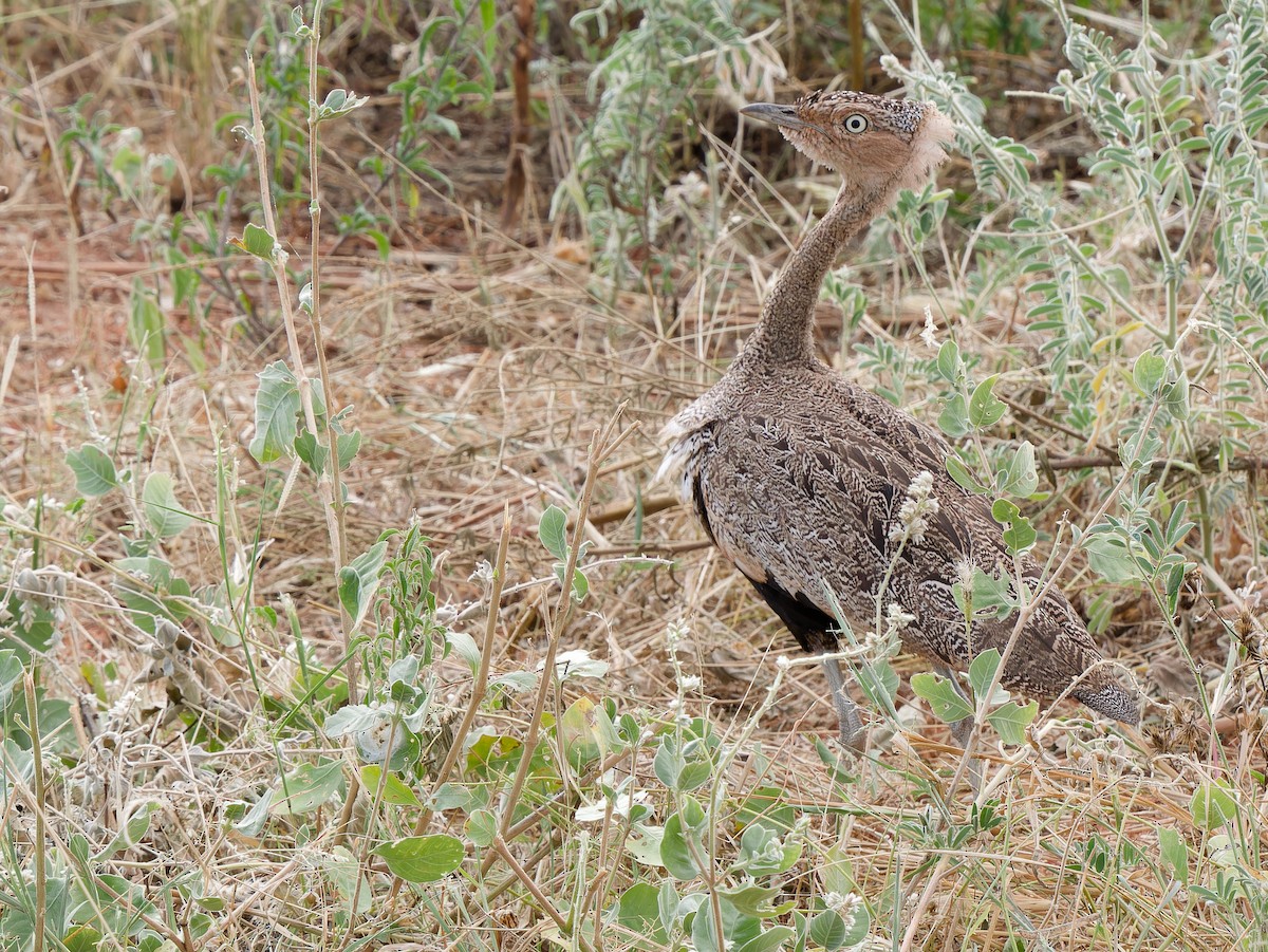 Buff-crested Bustard - ML615738815