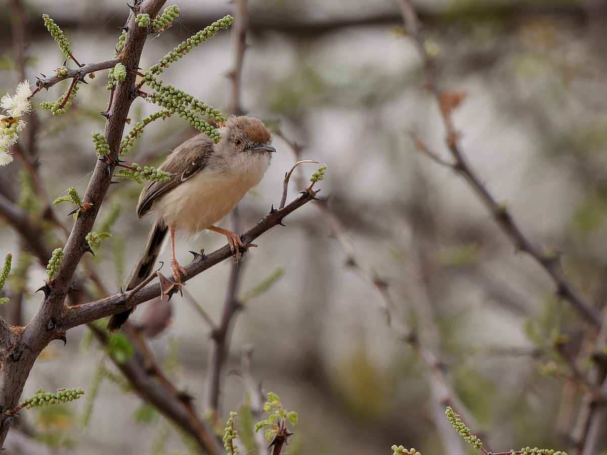 Red-fronted Prinia - ML615738817