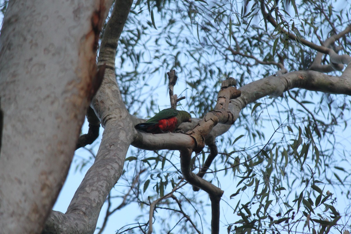 Australian King-Parrot - ML615738818