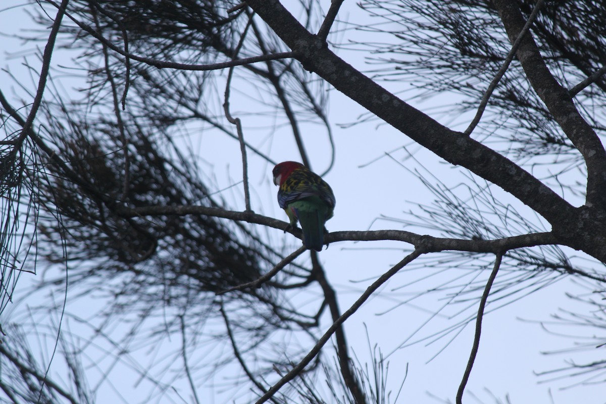 Eastern Rosella - ML615738823