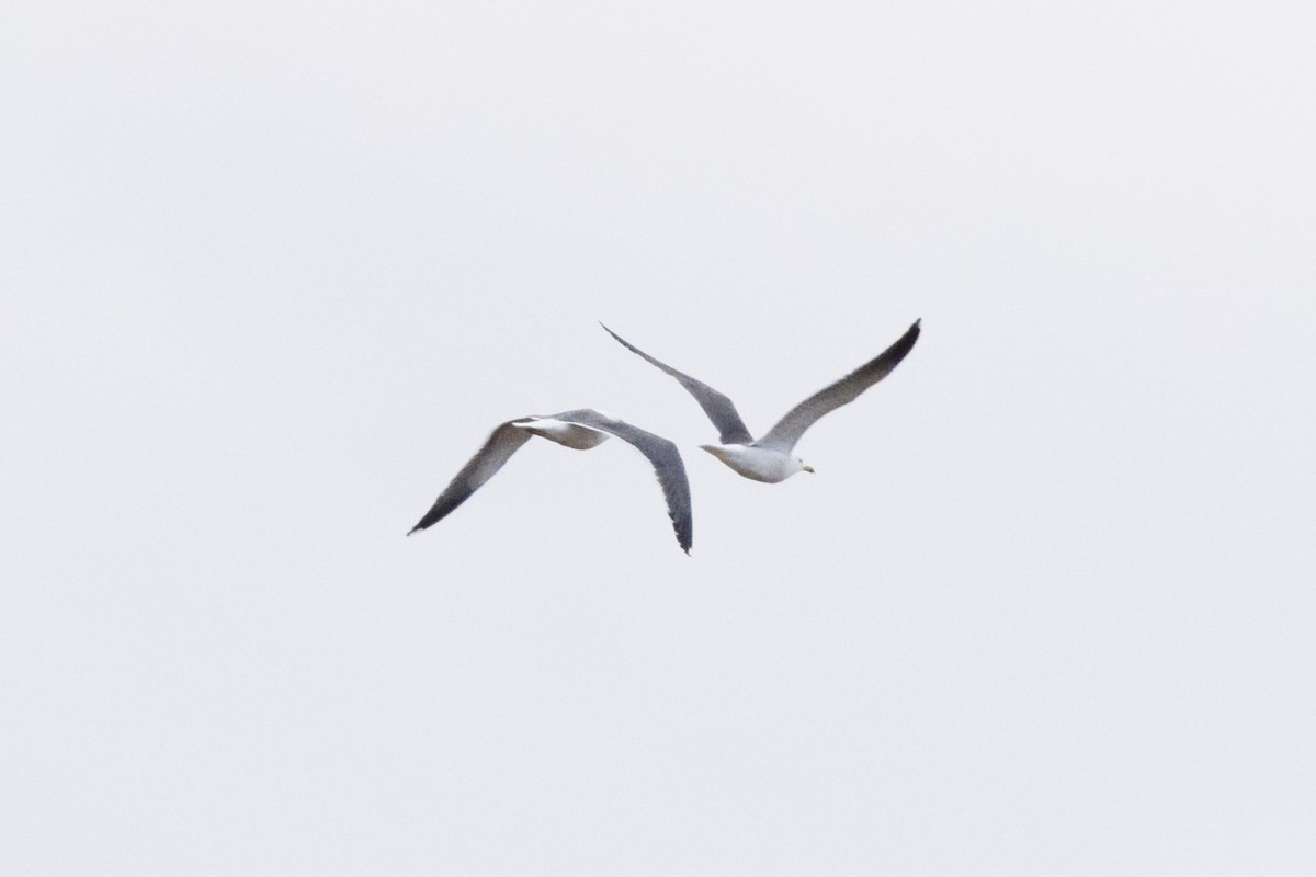 Lesser Black-backed Gull - ML615738833