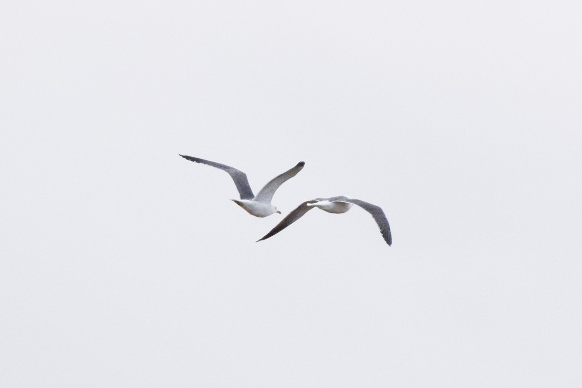 Lesser Black-backed Gull - ML615738834