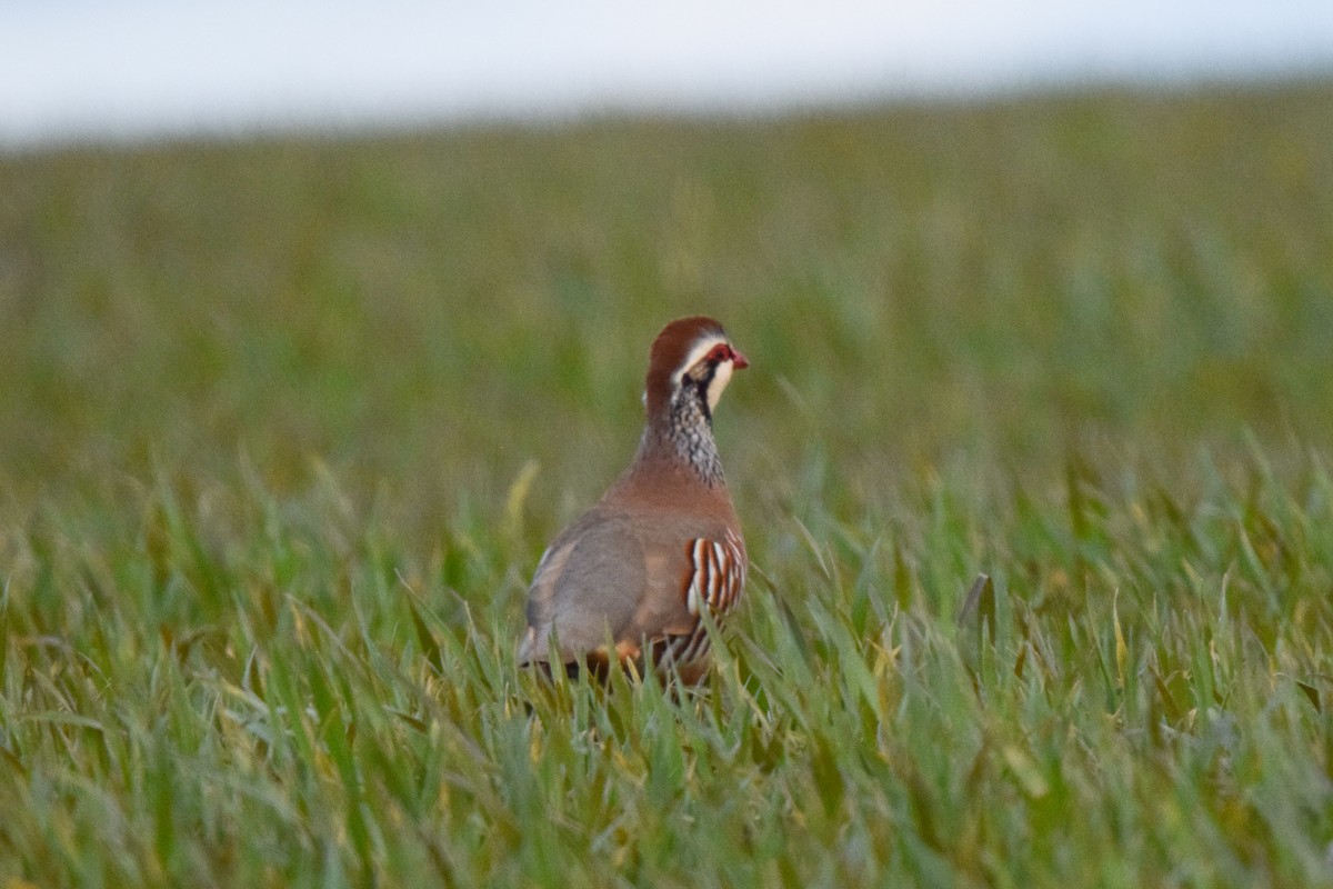 Red-legged Partridge - ML615738835