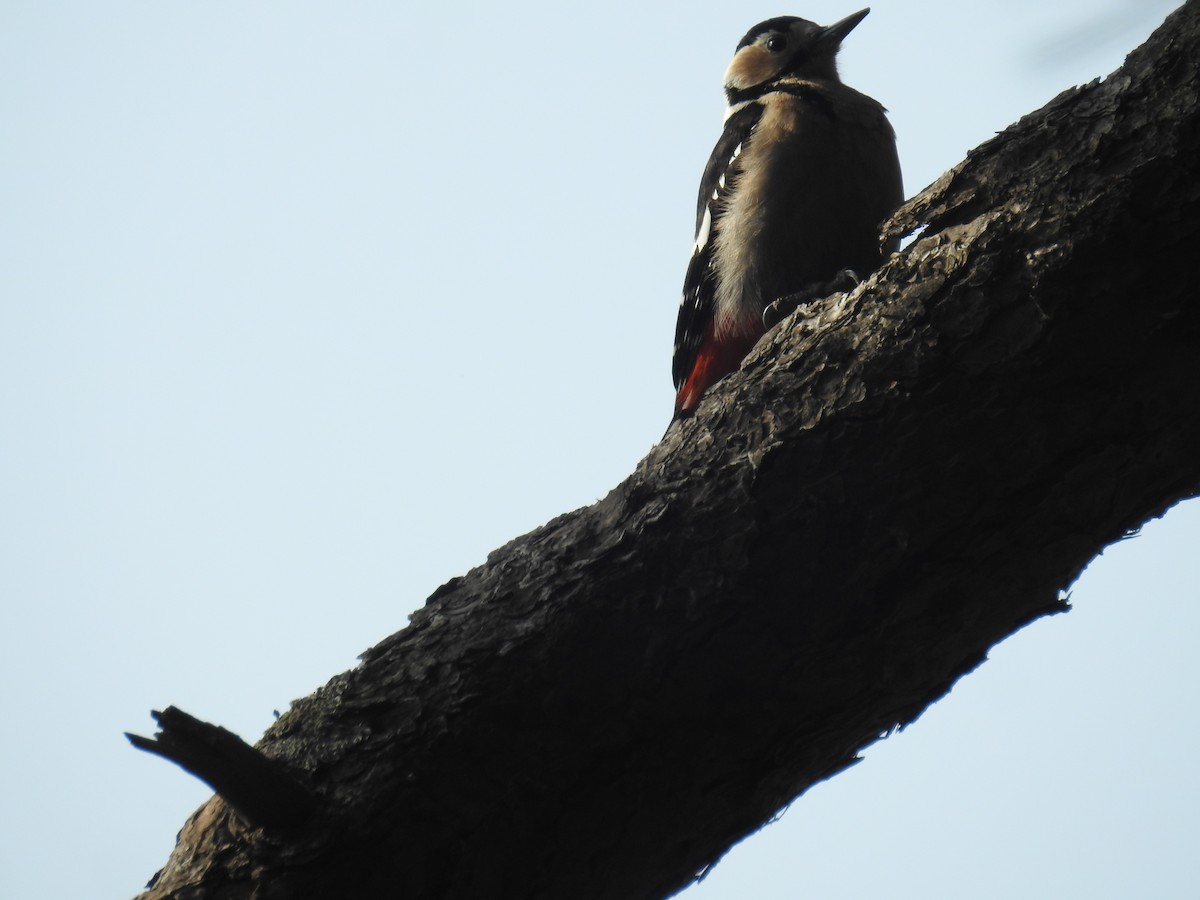Great Spotted Woodpecker - ML615738848