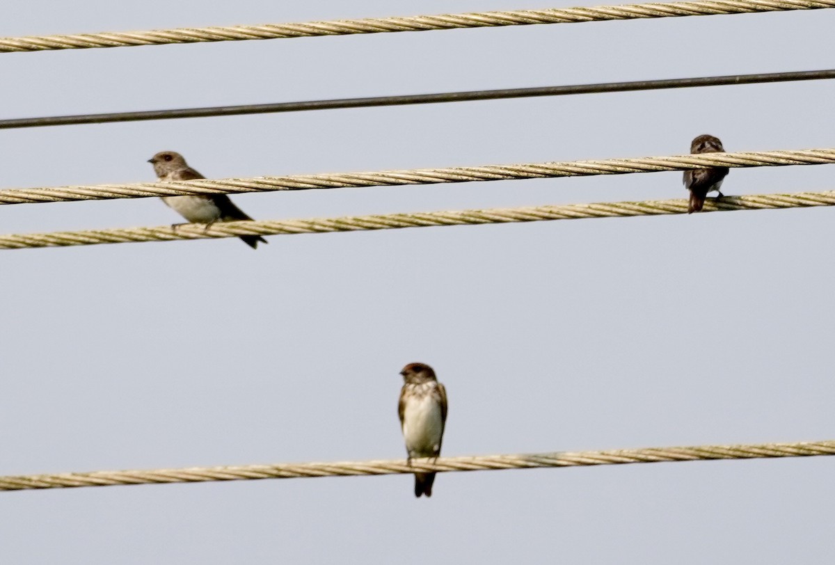 Streak-throated Swallow - Reginald  Valdar