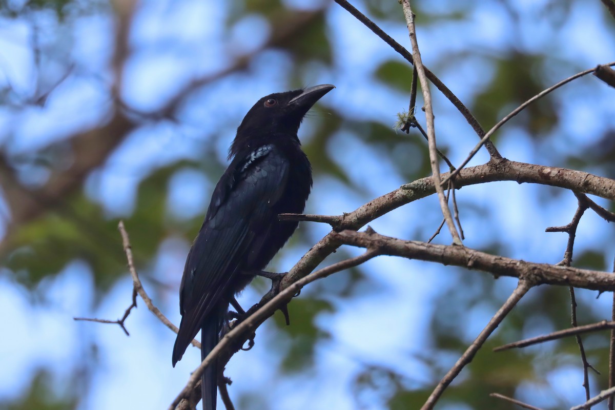 Spangled Drongo - Dennis Devers