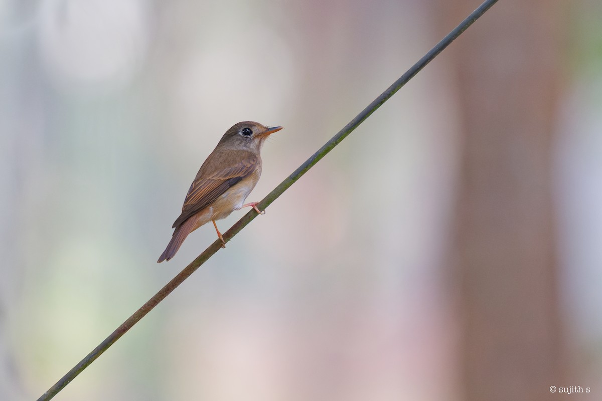 Brown-breasted Flycatcher - ML615739087
