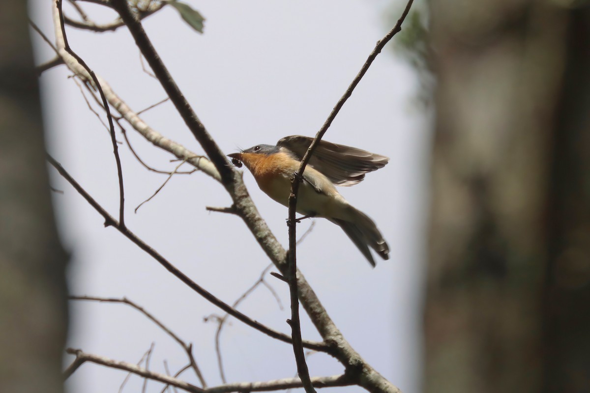 Leaden Flycatcher - Dennis Devers