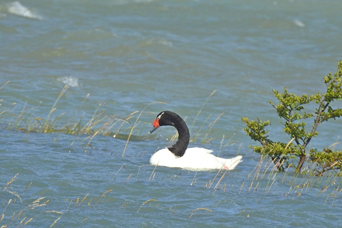 Black-necked Swan - ML615739138
