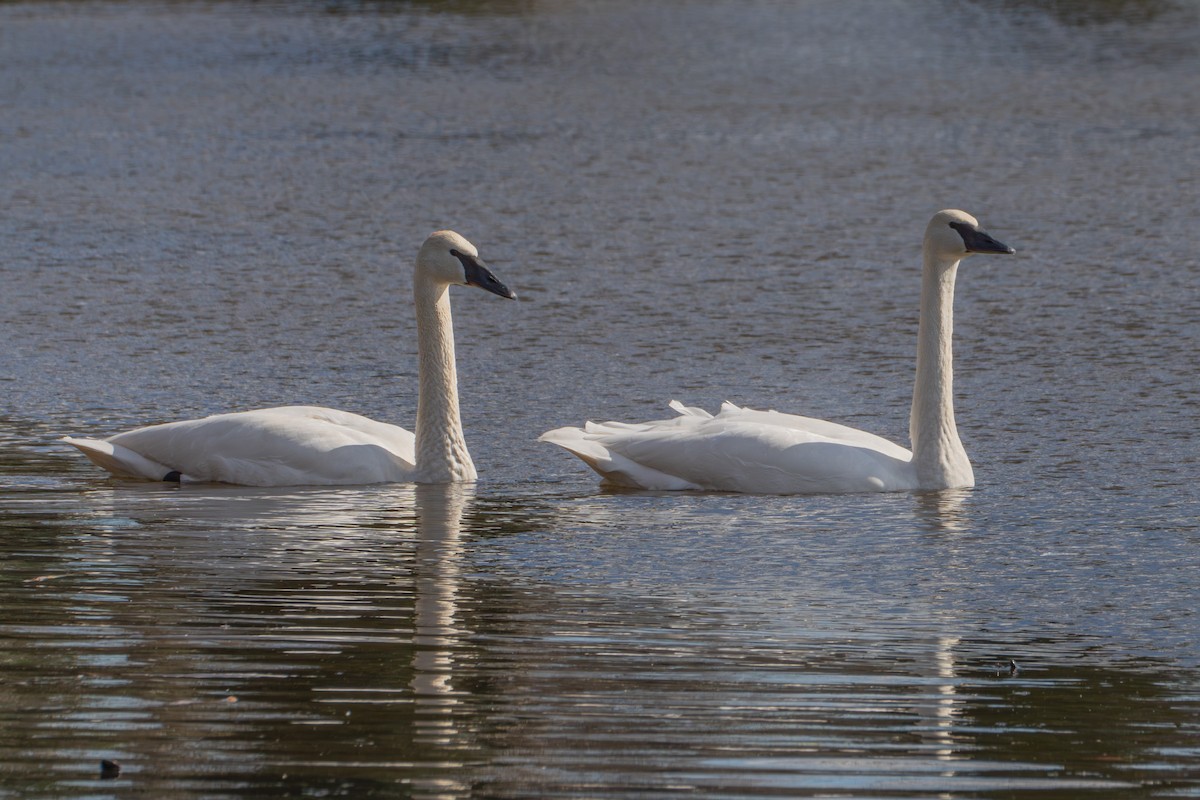 Trumpeter Swan - ML615739198