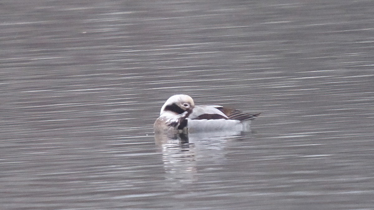 Long-tailed Duck - ML615739228