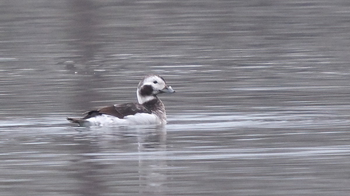 Long-tailed Duck - ML615739229