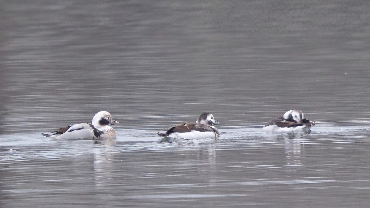 Long-tailed Duck - ML615739230