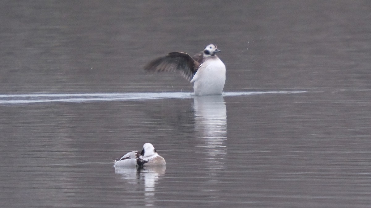 Long-tailed Duck - ML615739231