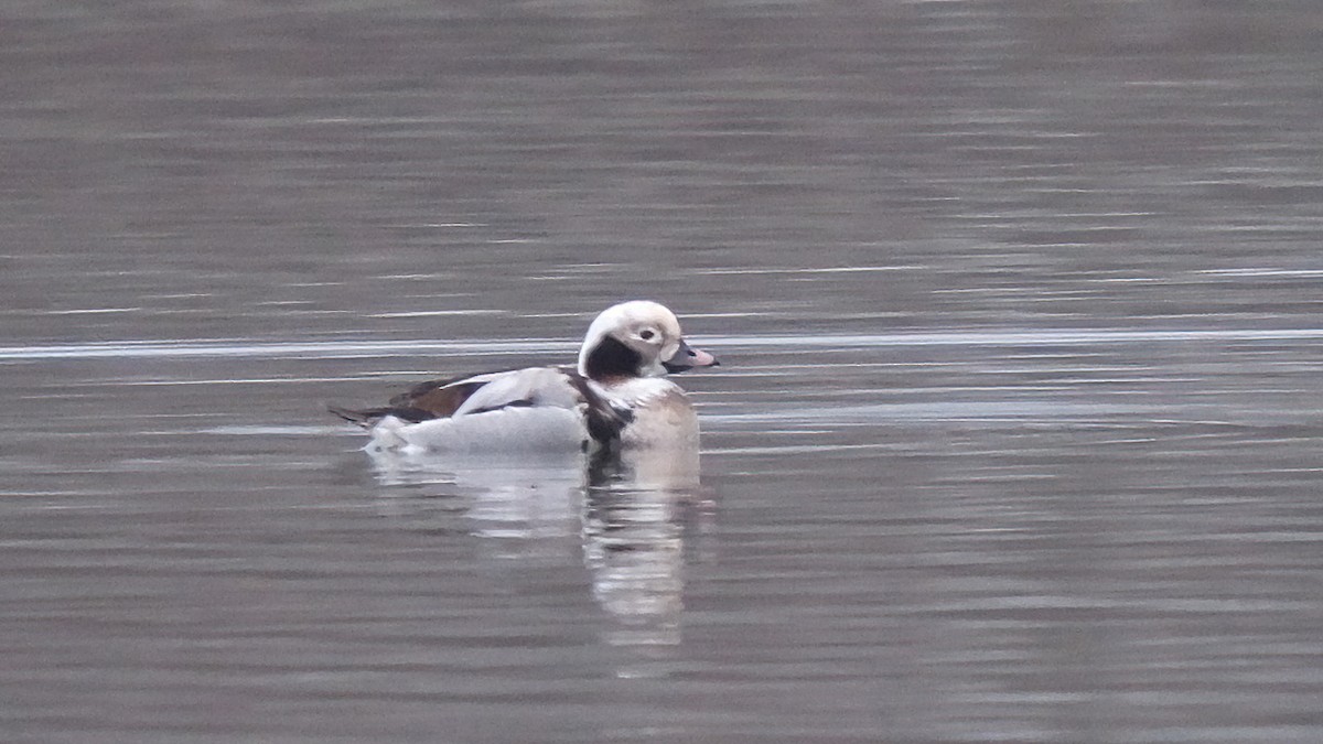 Long-tailed Duck - ML615739232