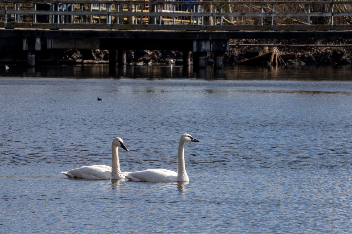 Trumpeter Swan - ML615739234