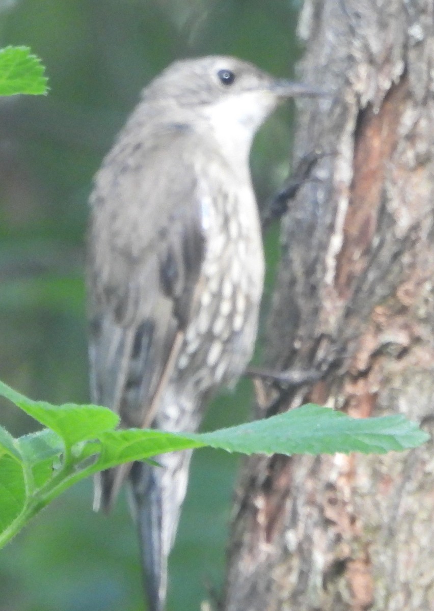 White-throated Treecreeper - ML615739269