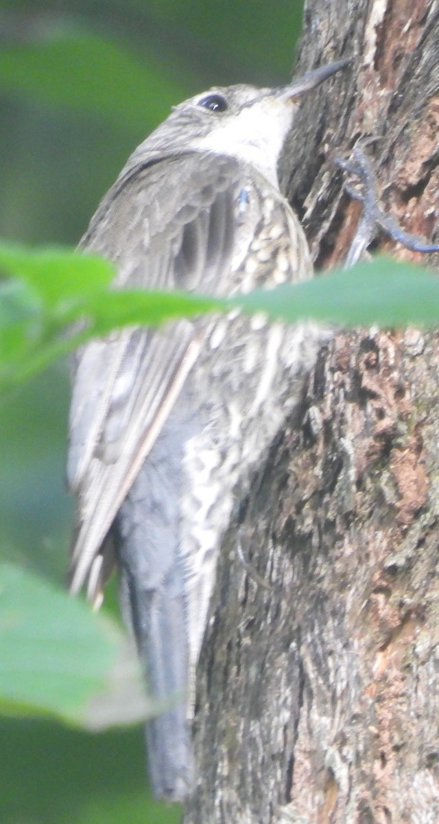 White-throated Treecreeper - ML615739270